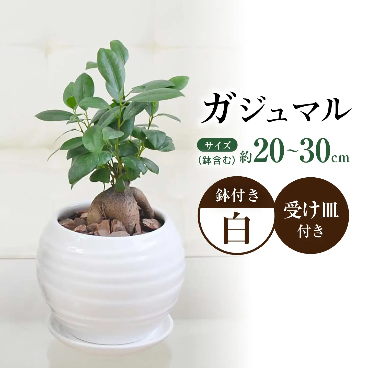 ガジュマル3号　ボール型陶器鉢（白）観葉植物 大村市 琴花園 /観葉植物 室内 観葉 植物 ガジュマル インテリア 小さめ[ACYK047]