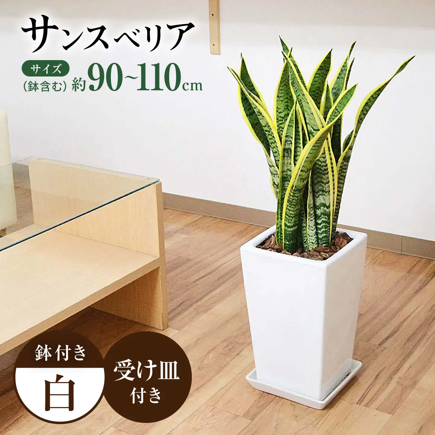 サンスベリア ローレンティ スクエア陶器鉢7号 観葉植物 大村市 琴花園/観葉植物 室内 観葉植物 サンスベリア 7号[ACYK048]