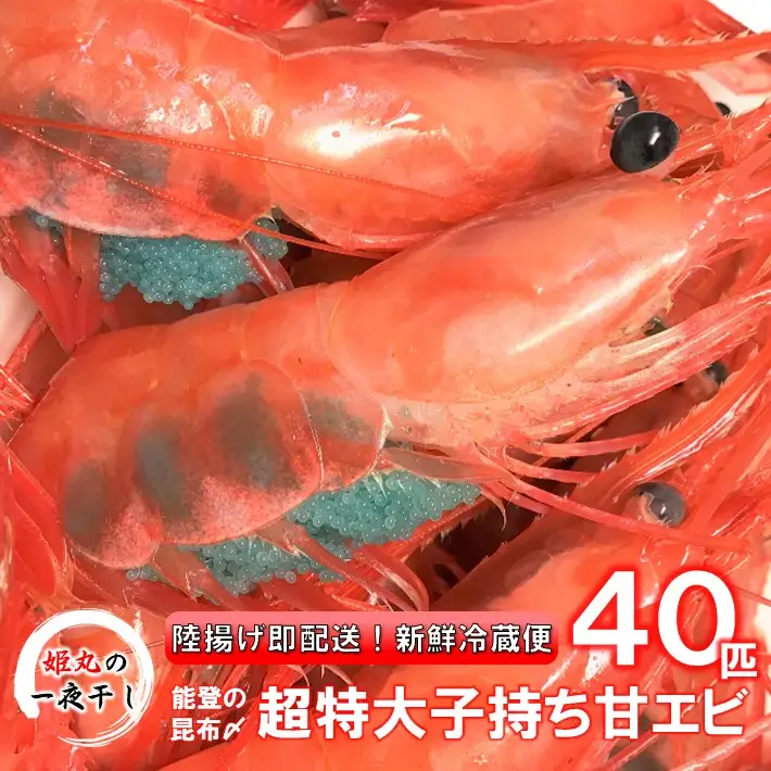 【 2026年9月~10月発送 】 子持ち甘エビ40匹丸ごと昆布〆 甘エビ