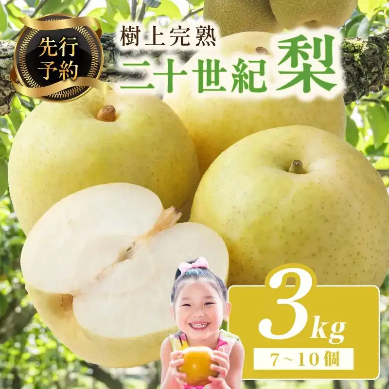 【先行予約】樹上完熟 二十世紀梨 3kg(7～10個)（2026年8月下旬～発送）　二十世紀梨 20世紀梨 梨 京丹後 なし 秋