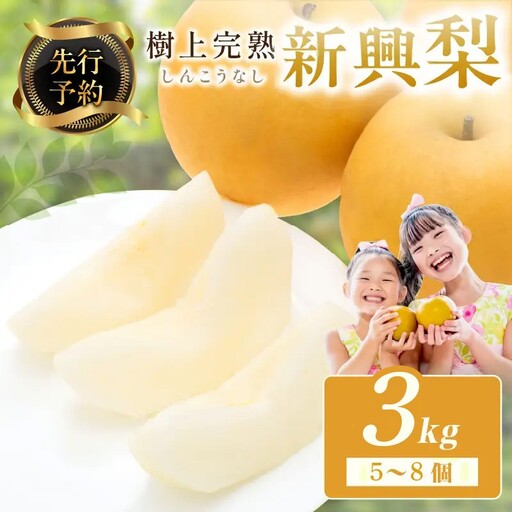 【先行予約】樹上完熟 新興梨 3kg（5～8個）（2026年10月下旬～発送） 新興梨 梨 京丹後 なし 秋