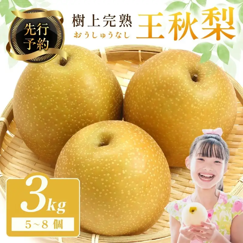 【先行予約】樹上完熟 王秋梨 3kg（5～8個）（2026年12月上旬～発送） 王秋梨 梨 京丹後 なし 秋