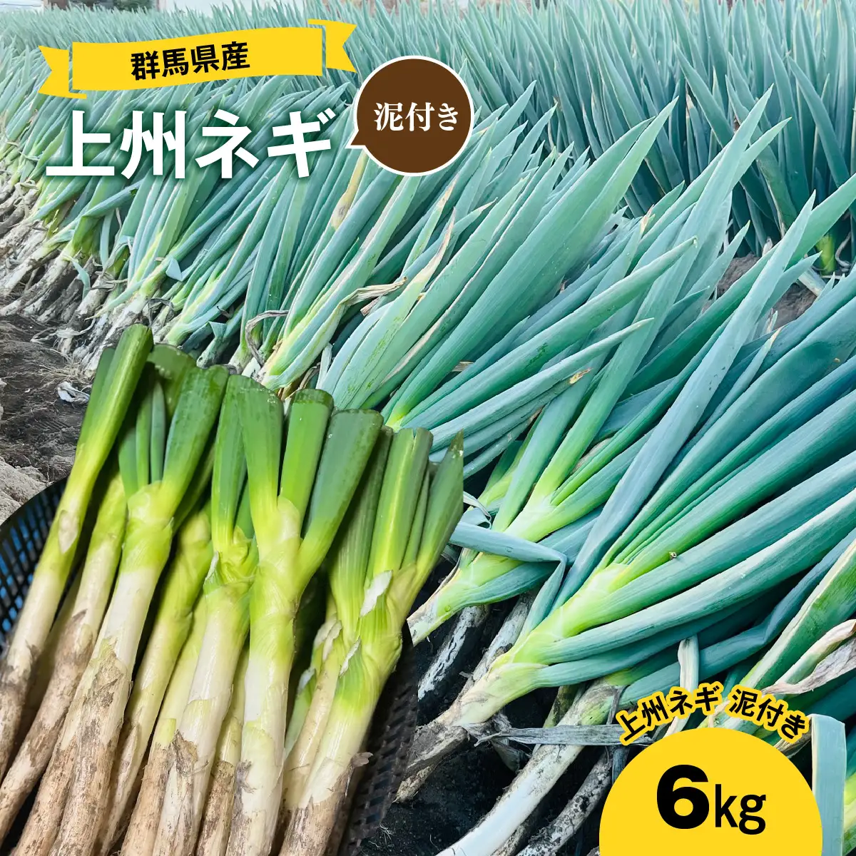 【先行予約】群馬県産 上州ネギ 泥付き6㎏ ANBQ001