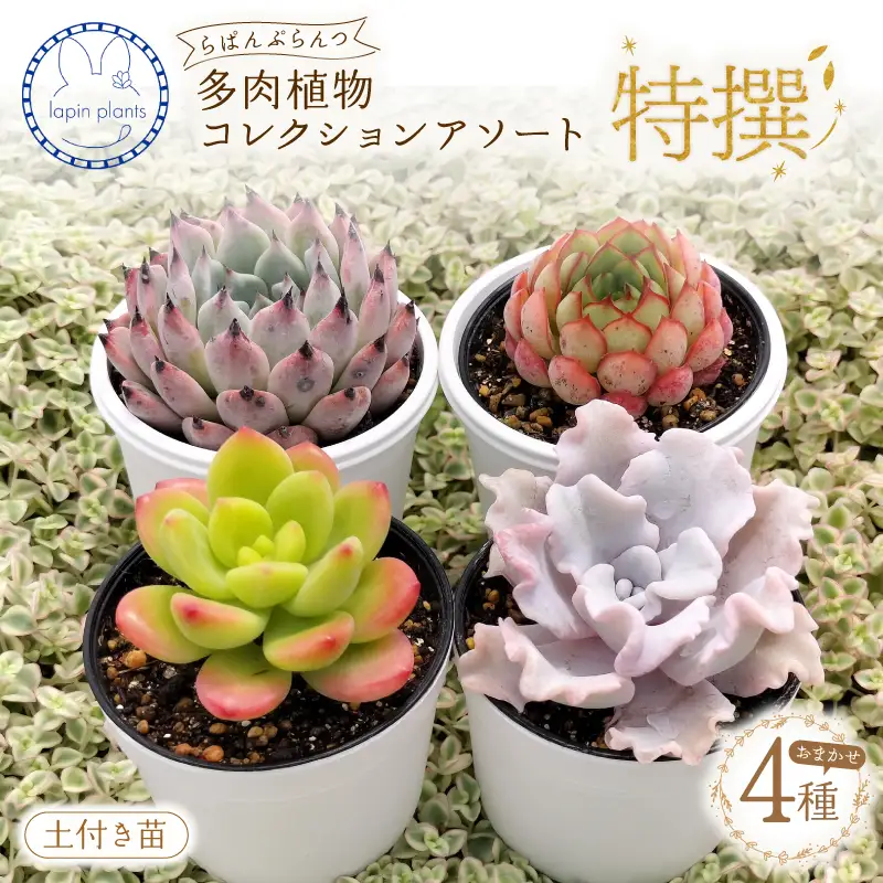 多肉植物【特撰】らぱんぷらんつ コレクションアソート4種 土付き苗 多肉