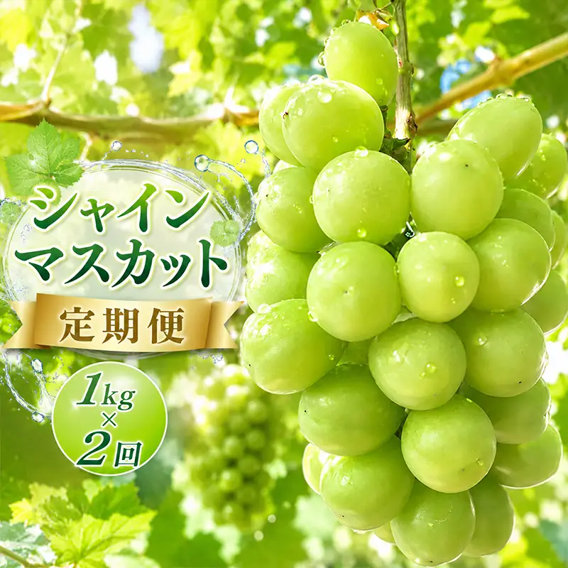 定期便 2回 マスカット マスカット 