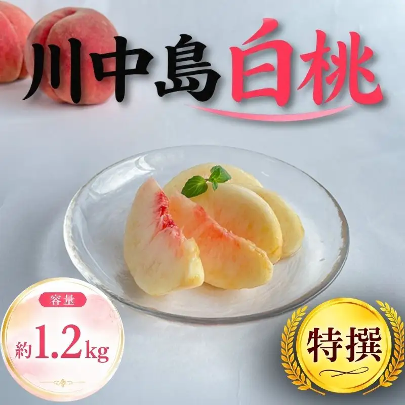 【8月下旬発送】 桃 川中島白桃 特撰 約1.2㎏ 先行予約 桃 fujimura003