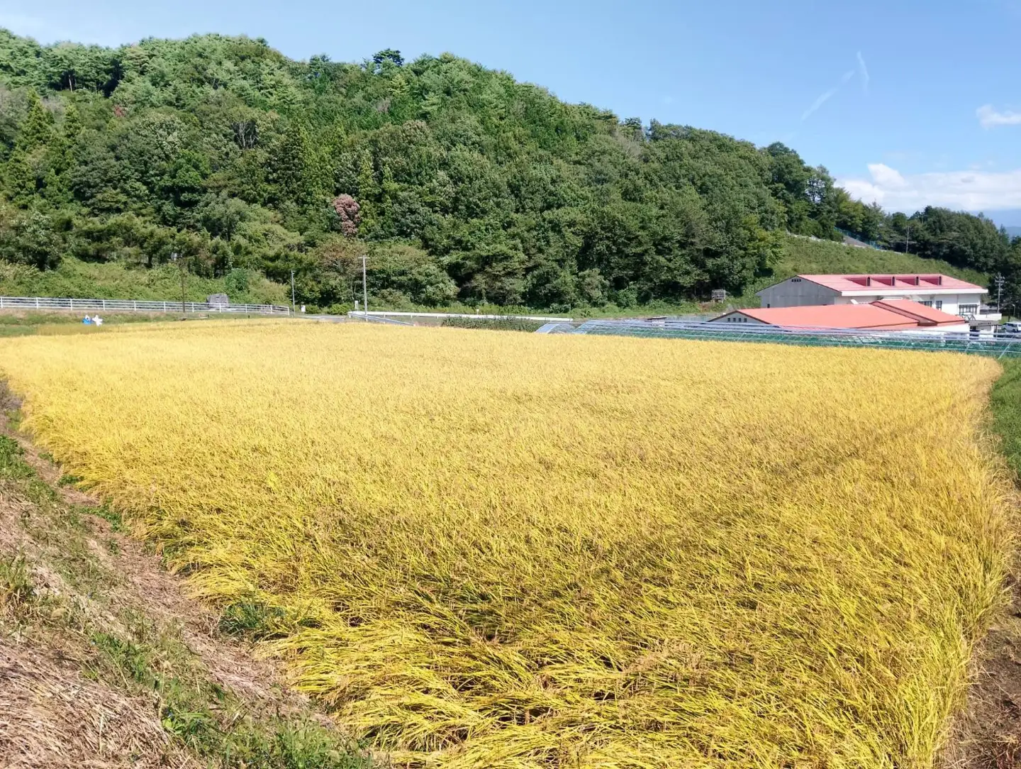 【令和8年産】南信州高森町産 コシヒカリ 精米10㎏
