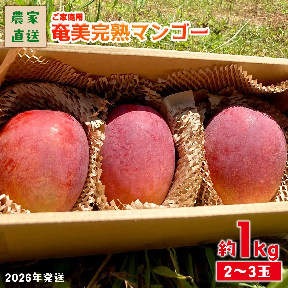 2026年発送【農家直送】飯田菜園 奄美完熟マンゴー 約1kg(2～3玉)ご家庭用