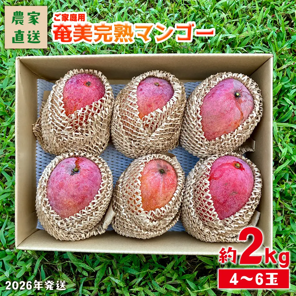 2026年発送【農家直送】飯田菜園 奄美完熟マンゴー 約2kg(4～6玉)ご家庭用