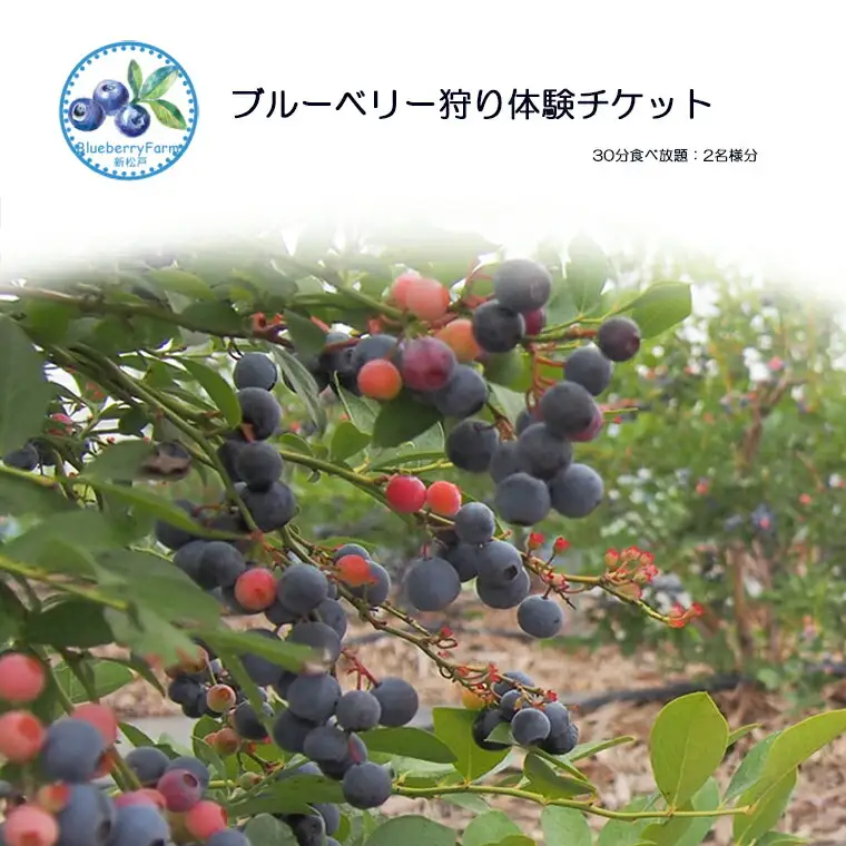 AY001 ブルーベリー狩り体験チケット