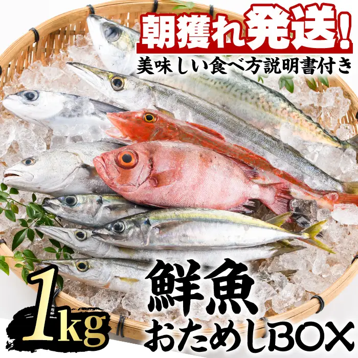 【0103213a】朝獲れ発送！鮮魚問屋が厳選した『鮮魚おためしBOX』(約1kg程度) 魚 魚介類 鮮魚 海鮮 詰め合わせ セット 刺身 天ぷら 煮つけ 塩焼き 鮮魚BOX 【江川商店】