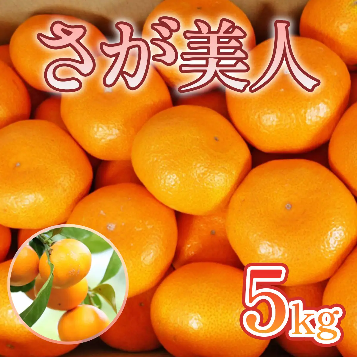 佐賀県産みかん さが美人 5kg 114-B1010