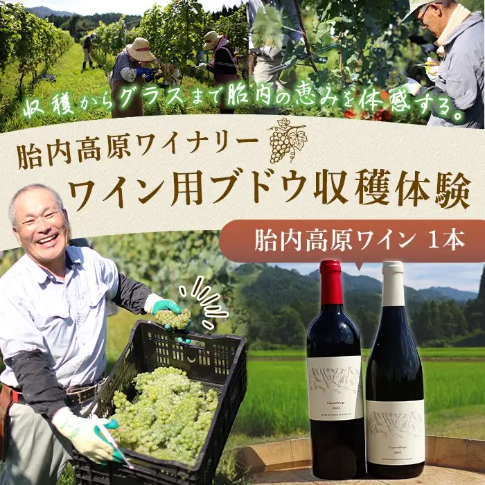 胎内高原ワイナリー ワイン用ブドウ収穫体験【ワイン1本付き】