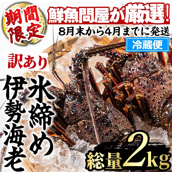 【0683209a】＜訳あり＞朝獲れ発送！鮮魚問屋が厳選した氷締め伊勢海老(2～5尾・総量2kg以上) 伊勢エビ 伊勢えび 刺身 さしみ えび 海老 魚介類 海鮮 刺身 塩焼き 訳あり 訳アリ 【江川商店】