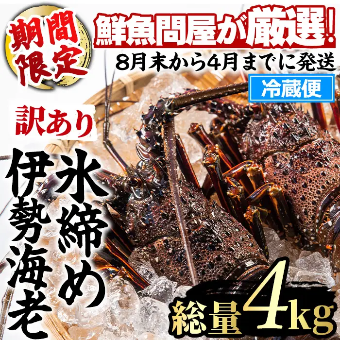 【1353211a】＜訳あり＞朝獲れ発送！鮮魚問屋が厳選した氷締め伊勢海老(4～10尾・総量4kg以上) 伊勢エビ 伊勢えび 刺身 さしみ えび 海老 魚介類 海鮮 刺身 塩焼き 訳あり 訳アリ 【江川商店】