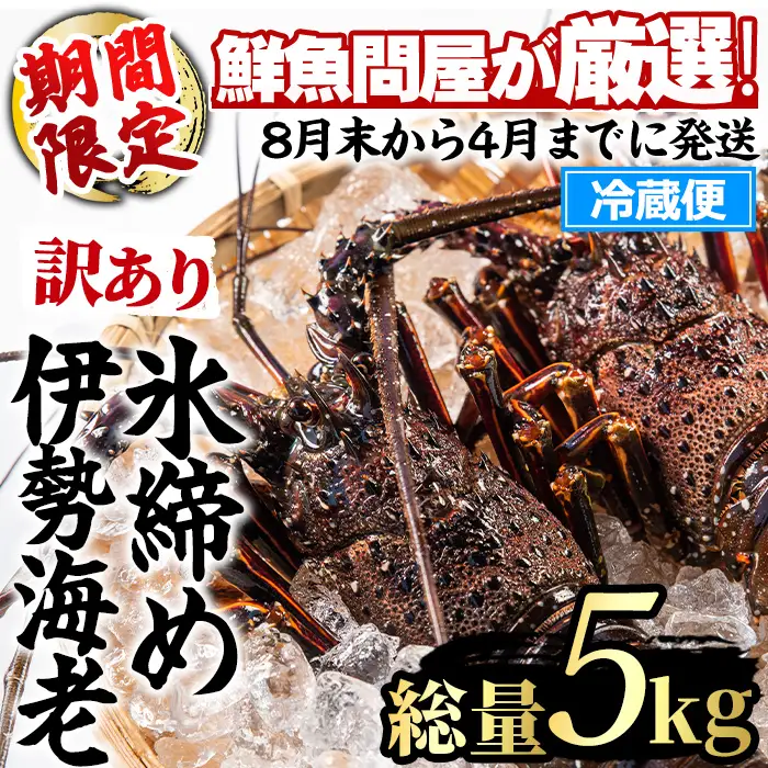 【1683212a】＜訳あり＞朝獲れ発送！鮮魚問屋が厳選した氷締め伊勢海老(5～12尾・総量5kg以上) 伊勢エビ 伊勢えび 刺身 さしみ えび 海老 魚介類 海鮮 刺身 塩焼き 訳あり 訳アリ 【江川商店】