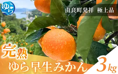 完熟ゆら早生みかん 3kg ※2026年11月上旬頃から11月中旬頃に順次発送予定 【kzmn004-kan-3A】