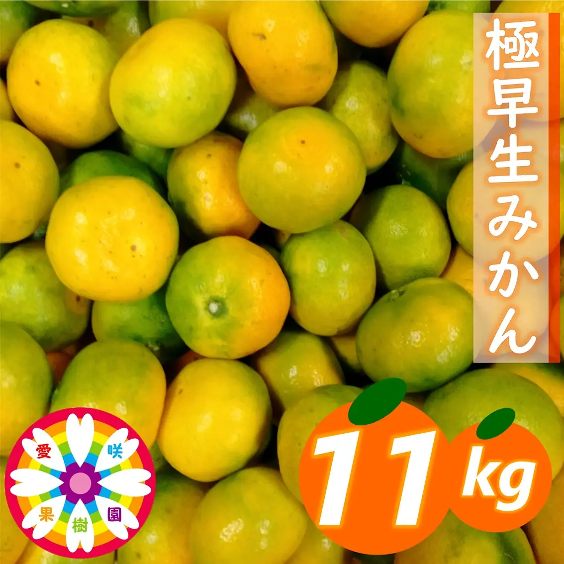 【先行受付】「 極早生 みかん 」約11kg《 愛咲果樹園 》【71-73】YWTS040