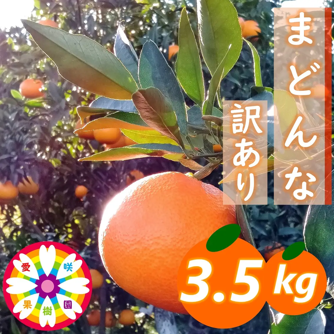 【先行受付】愛咲果樹園「まどんな」訳あり 約3.5kg【71-66】YWTS047