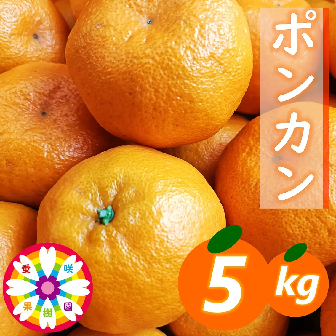 【先行受付】愛咲果樹園「ポンカン」約5kg【71-63】YWTS051