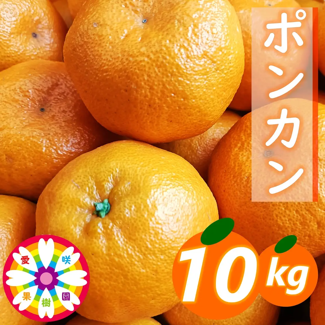 【先行受付】愛咲果樹園「ポンカン」約10kg【71-61】YWTS052