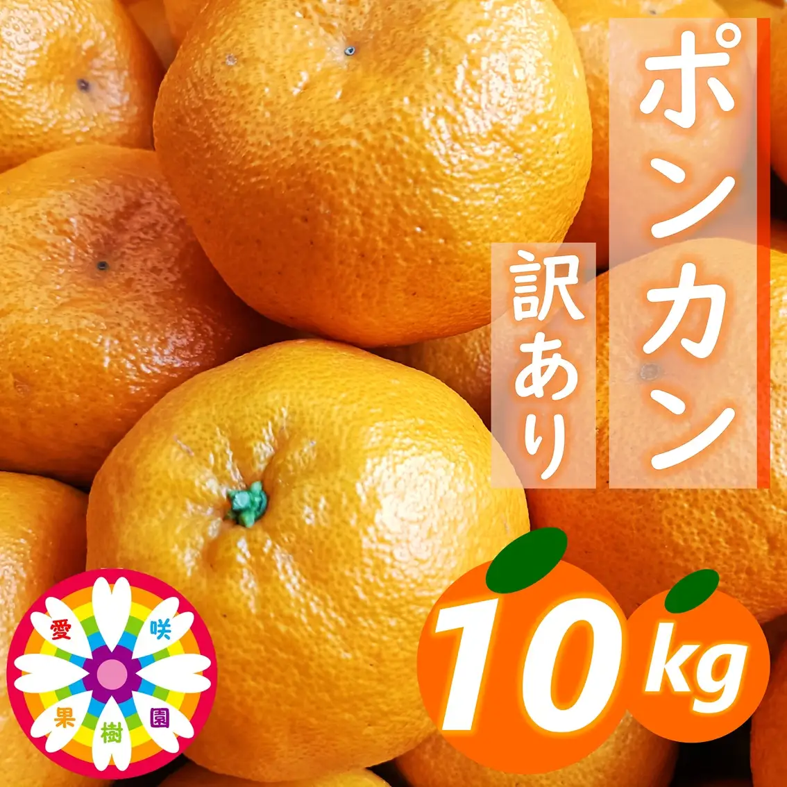 【先行受付】愛咲果樹園「ポンカン」訳あり 約10kg【71-62】YWTS053