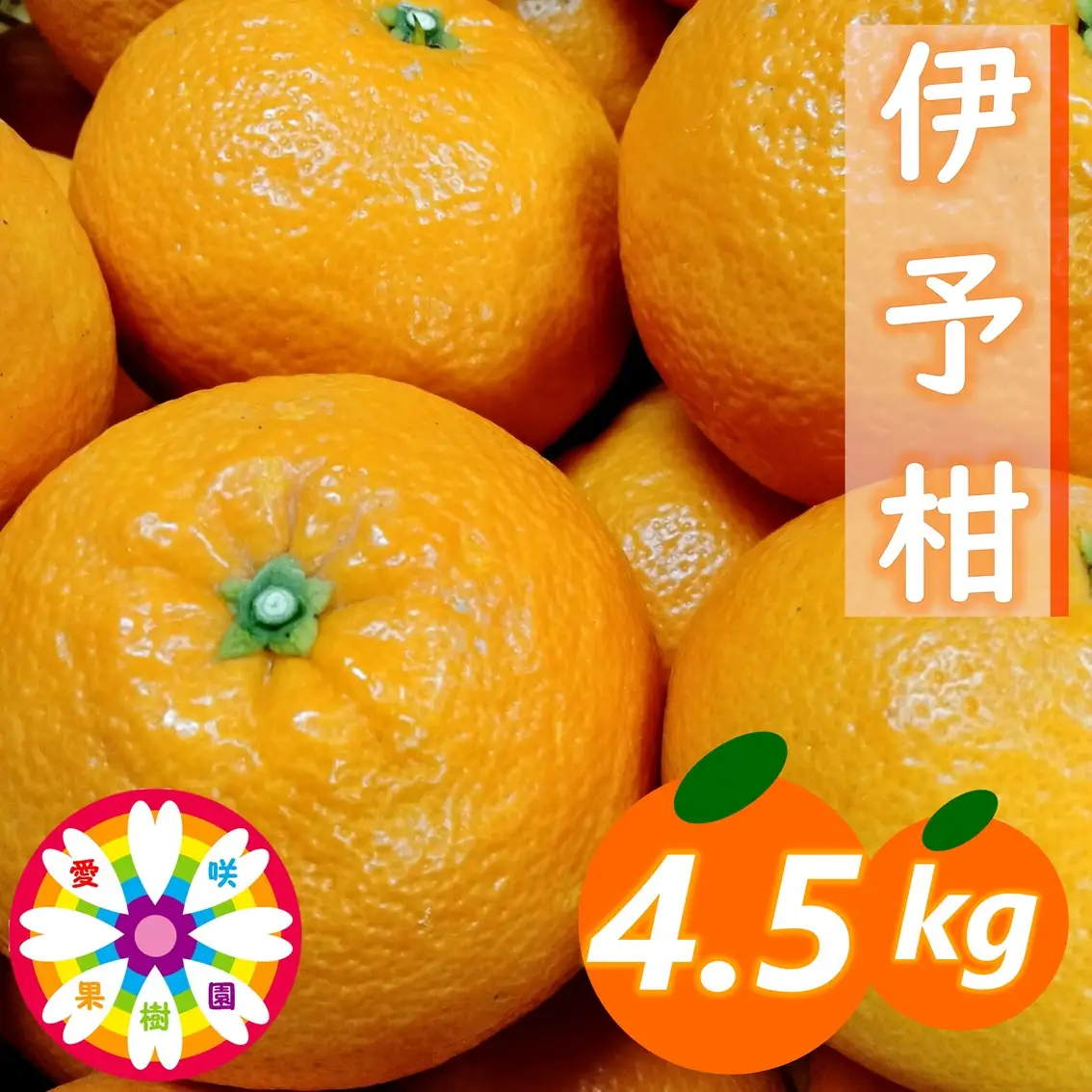 【先行受付】愛咲果樹園「伊予柑」約4.5kg【71-60】YWTS054