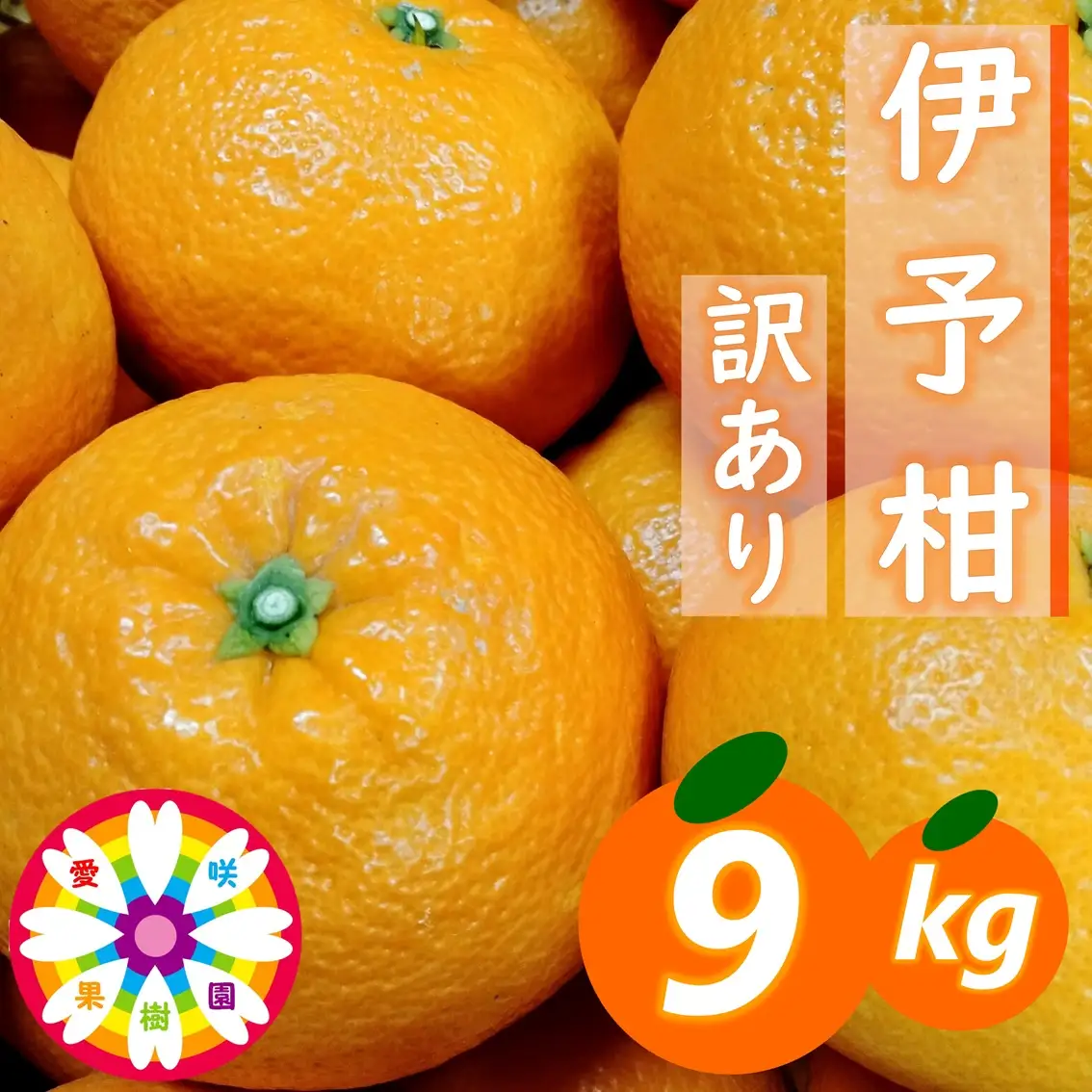 【先行受付】愛咲果樹園「伊予柑」訳あり 約9kg【71-72】YWTS055