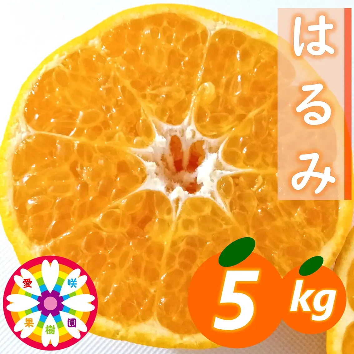 【先行受付】愛咲果樹園「はるみ」約5kg【71-52】YWTS056