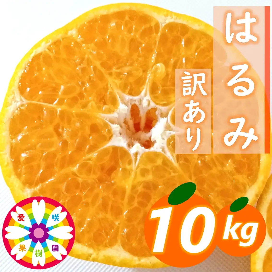 【先行受付】愛咲果樹園「はるみ」訳あり 約10kg【71-51】YWTS057