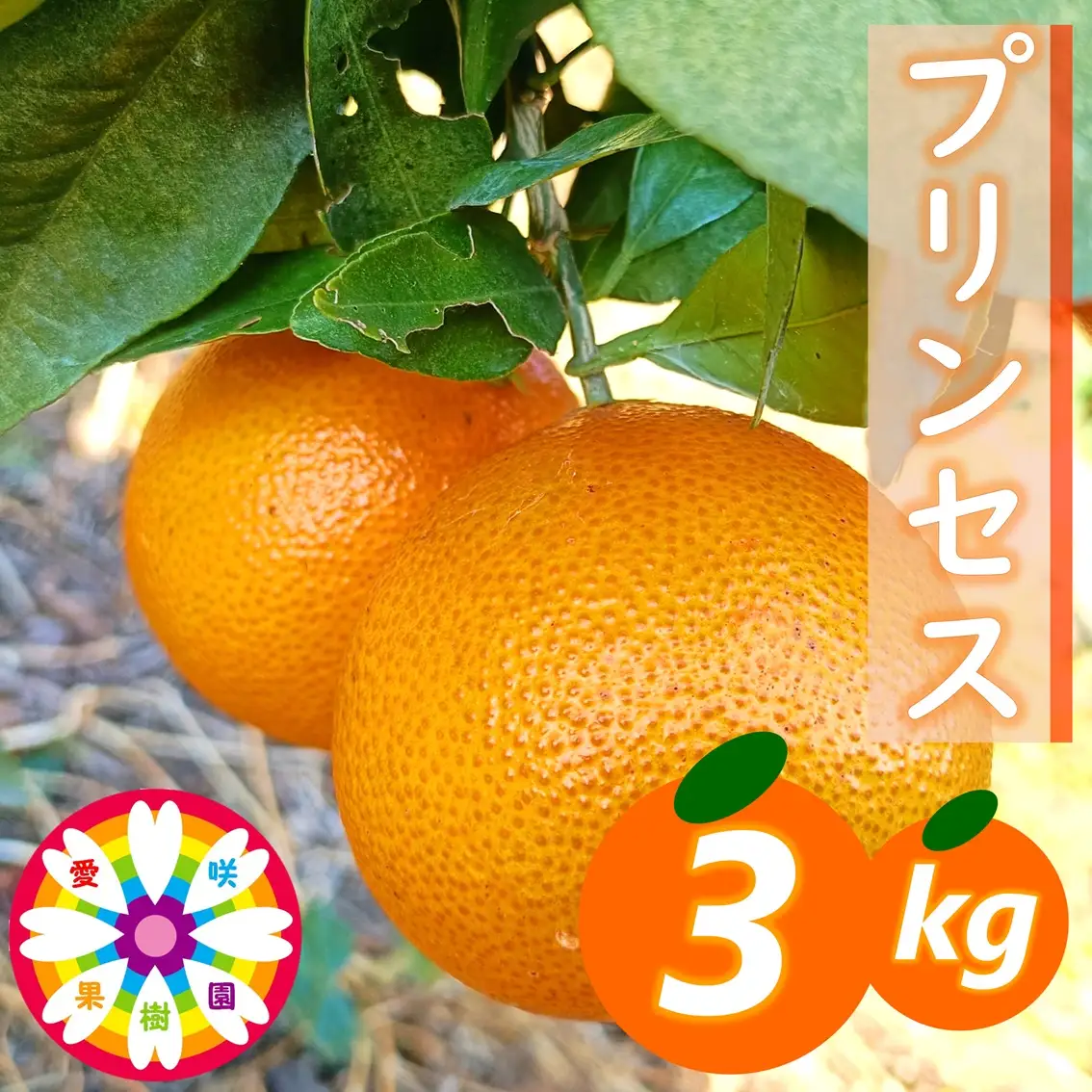 【先行受付】愛咲果樹園「プリンセス(愛果48号)」 紅プリンセスと同品種 約3kg【71-47】YWTS065