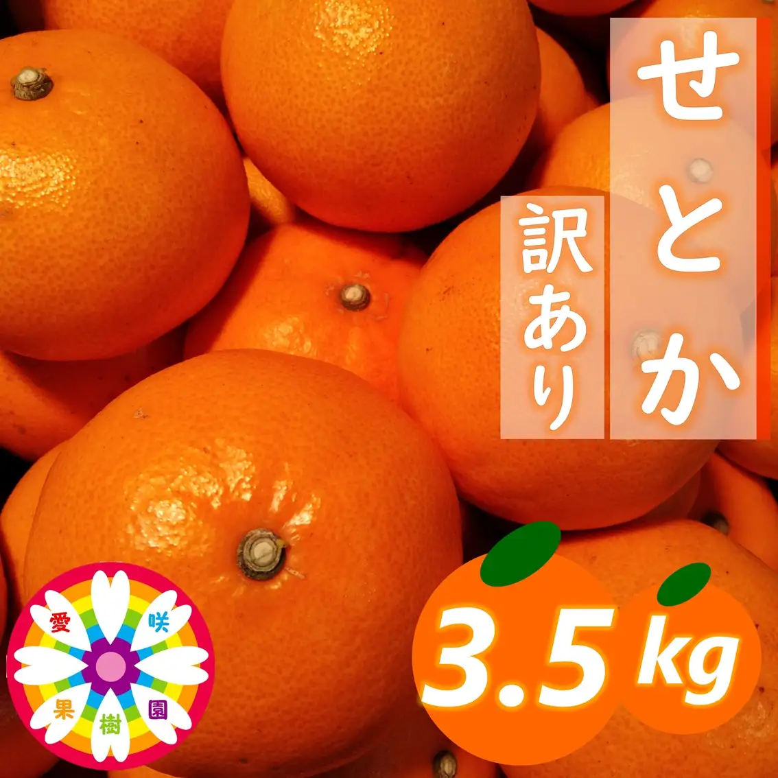 【先行受付】愛咲果樹園「せとか」訳あり約3.5kg【71-43】YWTS069