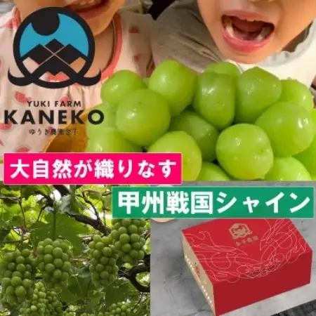 【本場山梨の旬を心ゆくまで堪能】甲州戦国シャインマスカット 約2kg 9月中旬発送予定【配送不可地域：離島】【1748242】
