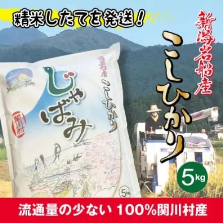 ふっくら食感!R7年産 関川村産コシヒカリ5kg(5kg×1) 丁寧に育てた精米 [山口ファーム]【1748802】