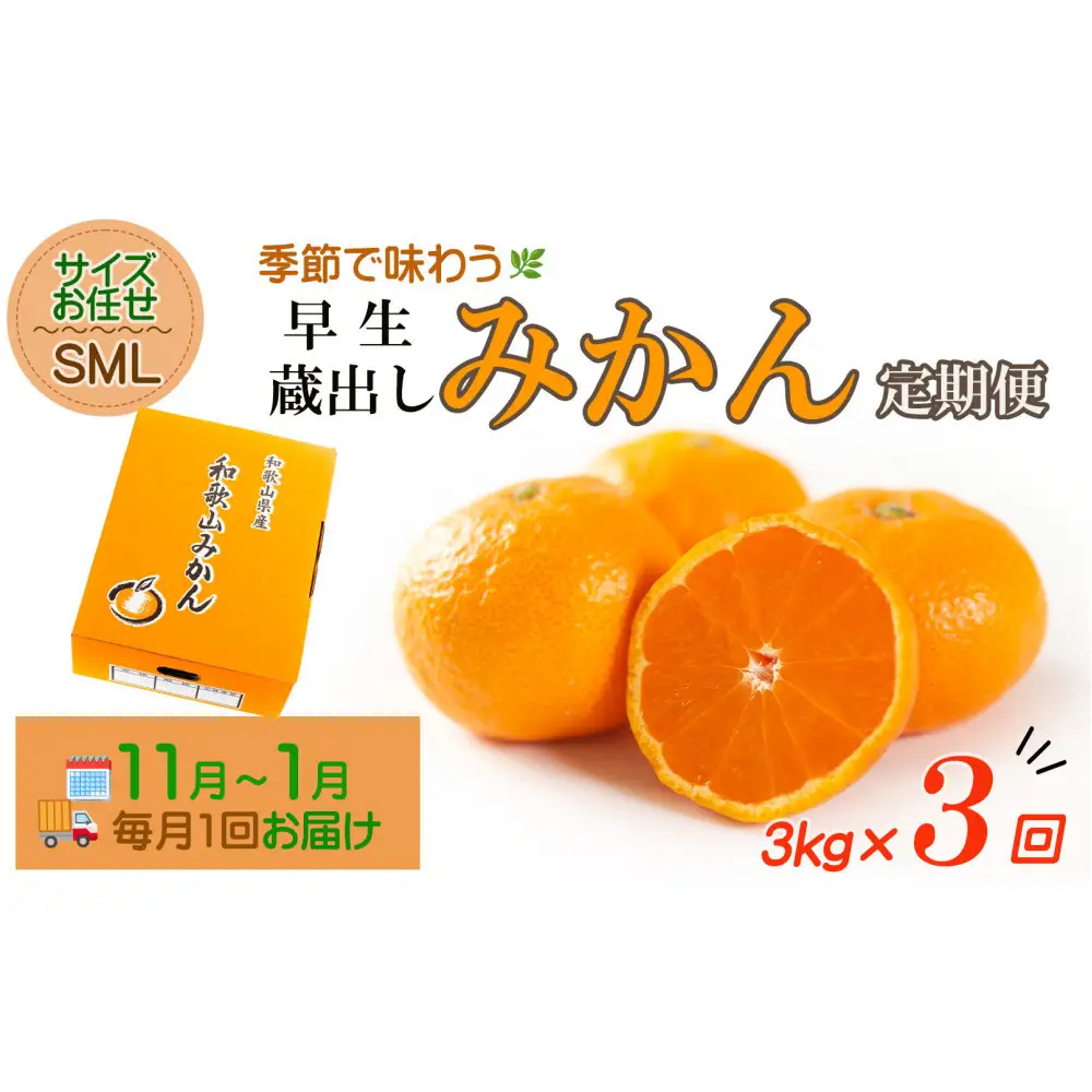 【定期便3か月】紀州産みかん「早生・蔵出し」農園直送 3kg SMLサイズ｜みかん