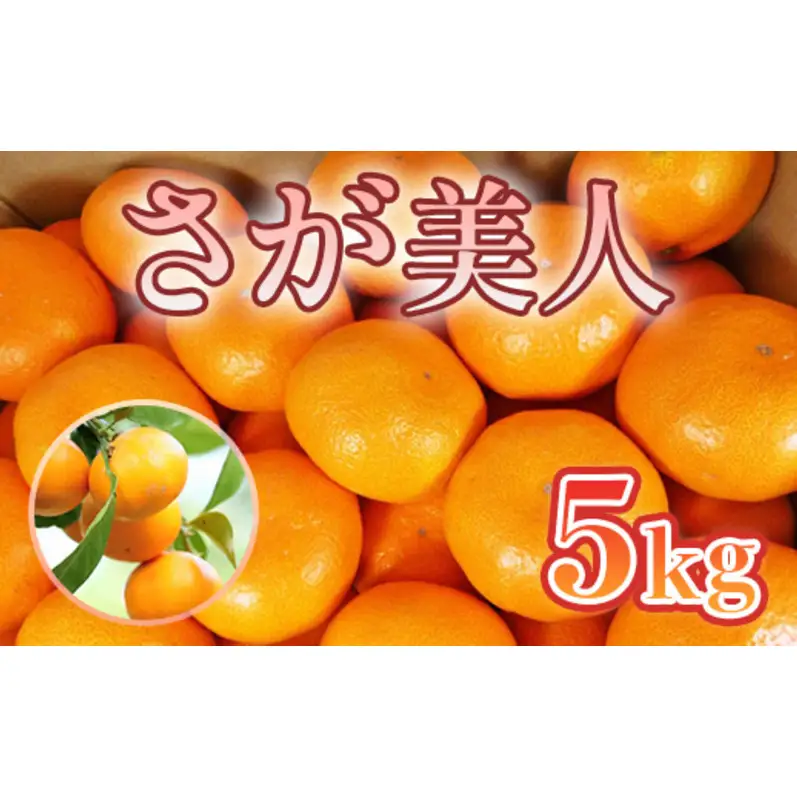 みかん さが美人 5kg 果物 フルーツ ミカン デザート ※配送不可:離島