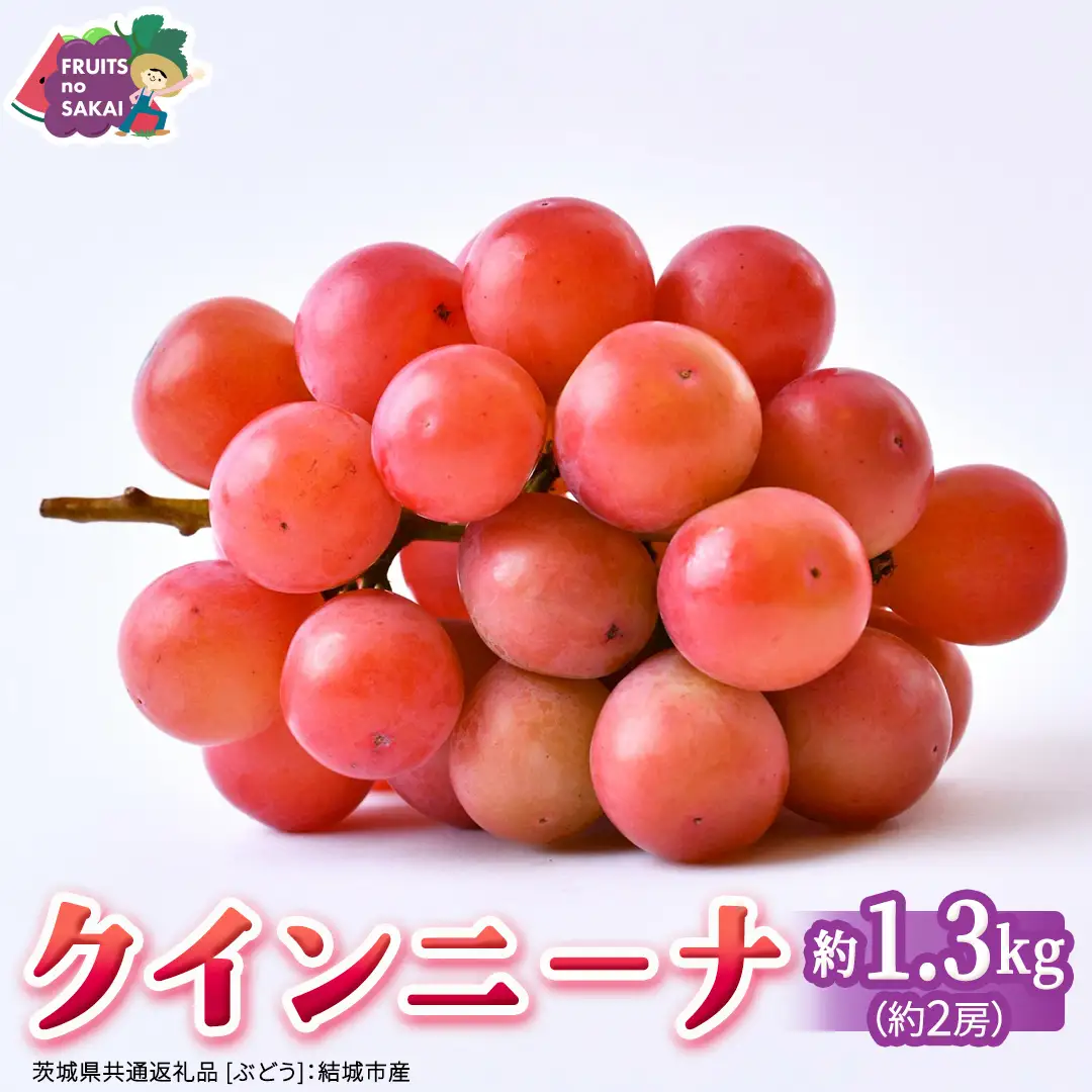 クインニーナ 約1.3kg（約2房） 【2026年8月より発送開始】（茨城県共通返礼品 [ぶどう]：結城市産）