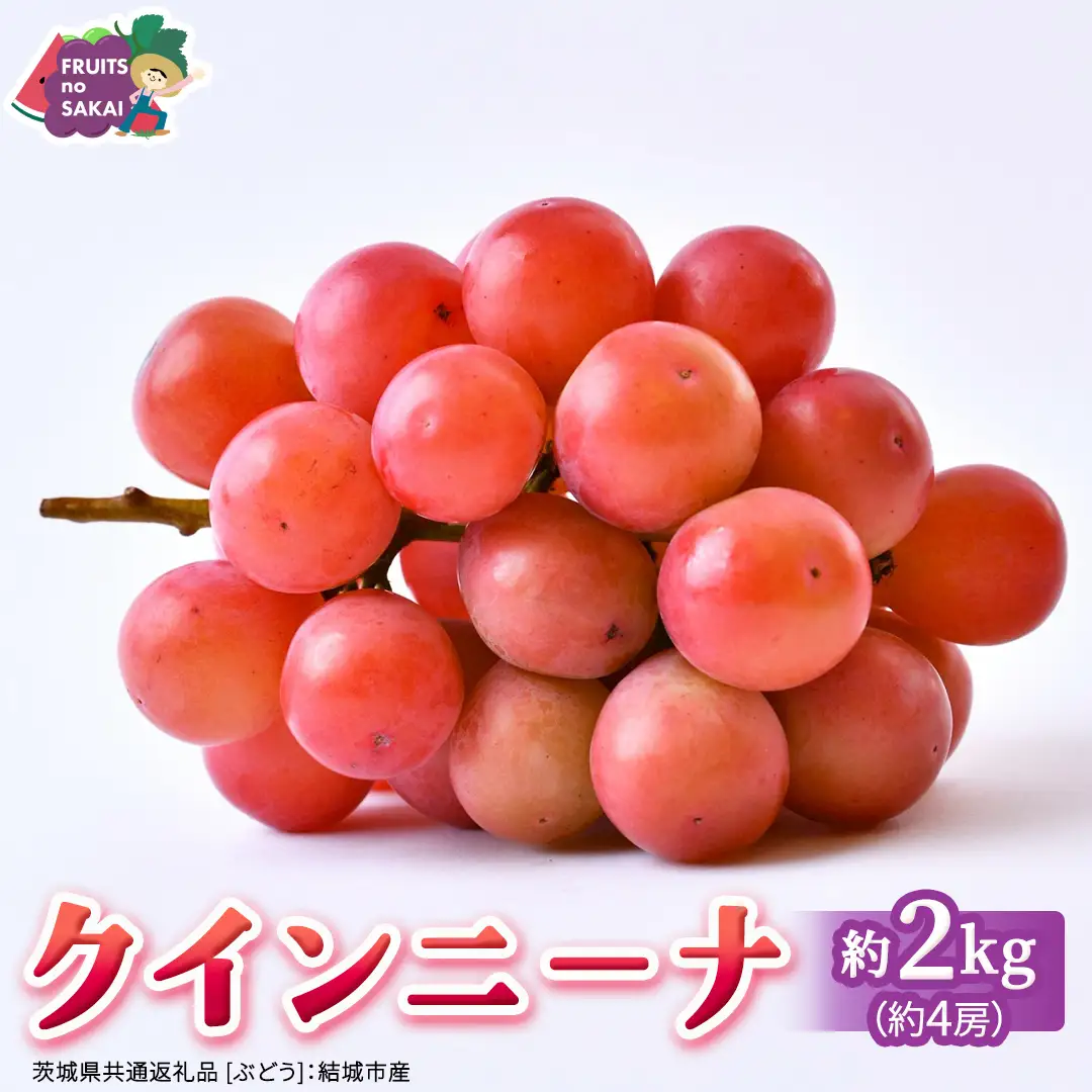 クインニーナ 約2kg（約4房） 【2026年8月より発送開始】 （茨城県共通返礼品 [ぶどう]：結城市産）