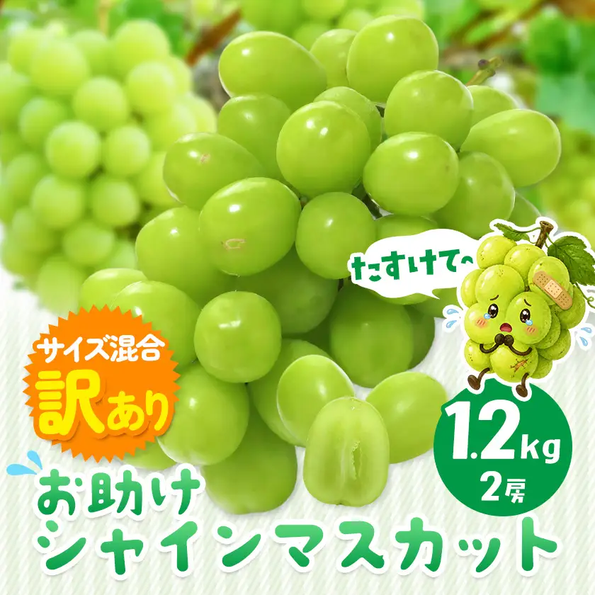 訳あり お助けシャインマスカット 約1.2kg マスカット