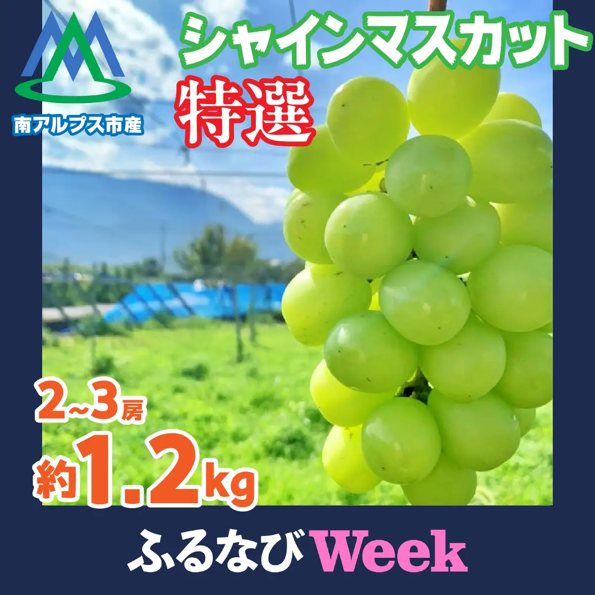 【ふるなびWEEK対象】南アルプス市産 特選シャインマスカット 約1.2kg　2～3房入り ALPGB009