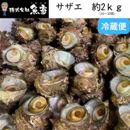 サザエ 約2kg(16個～30個)【配送不可地域：離島・北海道・沖縄県・東北】【1746734】