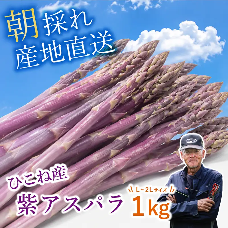 先行予約 紫アスパラ 1kg ( L~2L ) 夏芽 アスパラガス アスパラ 夏アスパラ ひこねアスパラ 朝採 新鮮 春野菜 夏野菜 野菜 やさい 滋賀 彦根