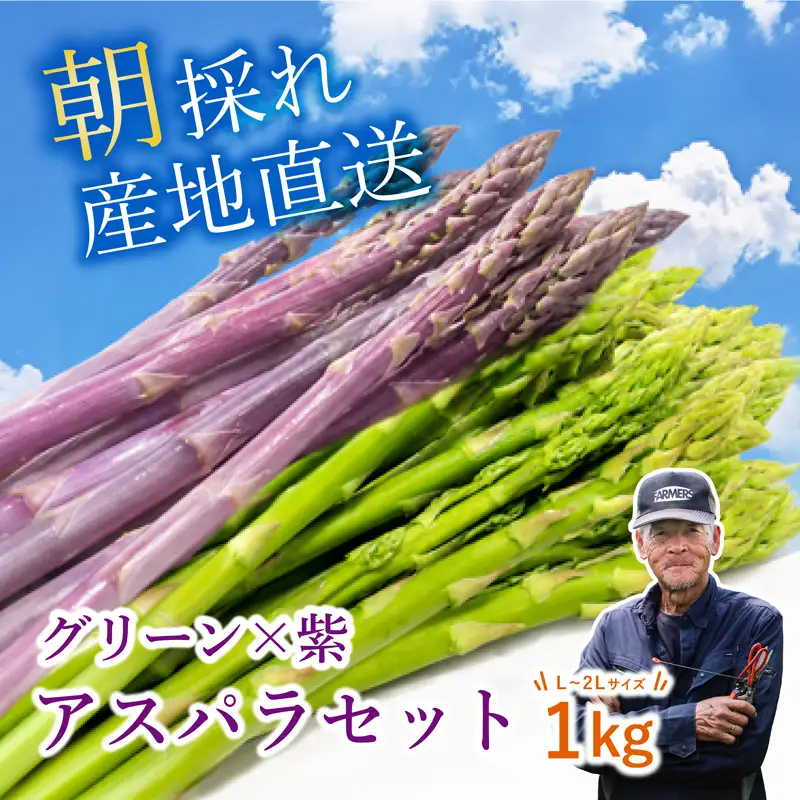 先行予約 グリーン × 紫アスパラ セット 1kg / 各500g ( L~2L ) 夏芽 アスパラガス アスパラ グリーンアスパラ 夏アスパラ ひこねアスパラ 朝採 新鮮 春野菜 夏野菜 野菜 やさい 滋賀 彦根