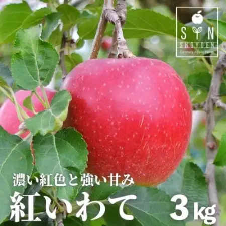 りんご 紅いわて 3kg 松陽園 樹上 完熟りんご 農家直送 先行予約【配送不可地域：離島】【1516188】