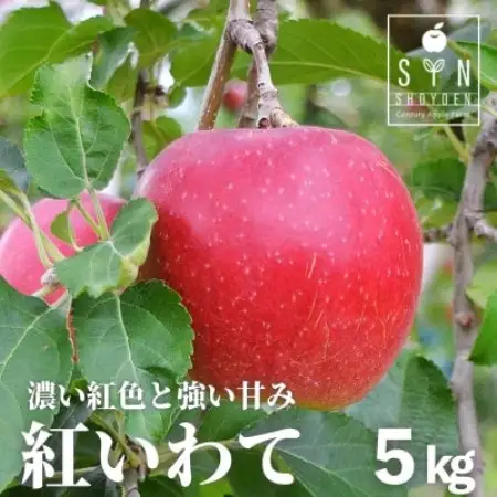 りんご 紅いわて 5kg 松陽園 樹上 完熟 農家直送 岩手県 遠野市 先行予約【配送不可地域：離島】【1537041】