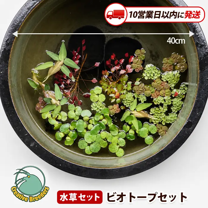 【10営業日以内に発送】ビオトープセット (アクアファームはくと/IB167-002)