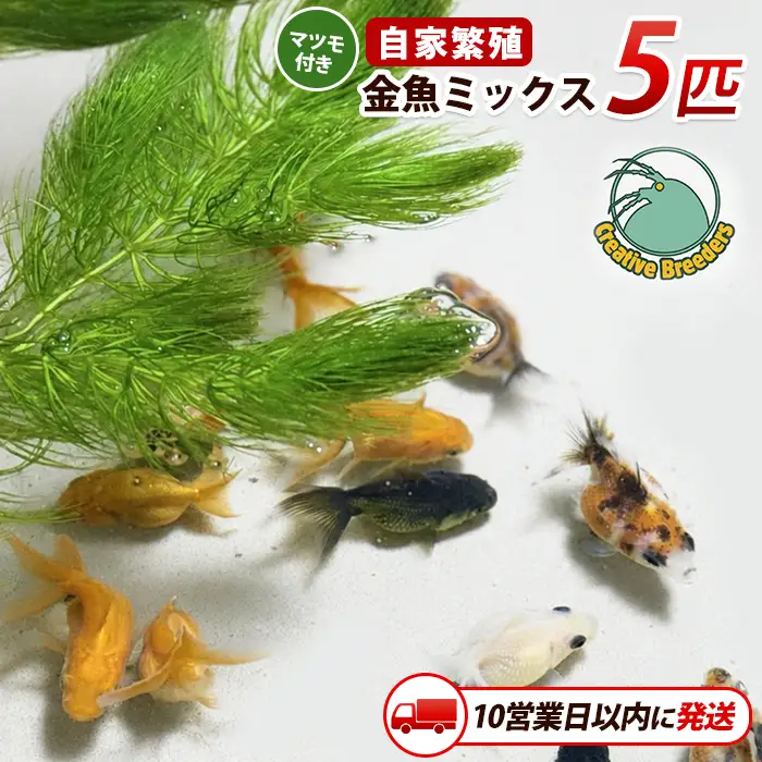 【10営業日以内に発送】金魚ミックス5匹＋マツモ付き (アクアファームはくと/IB167-005)
