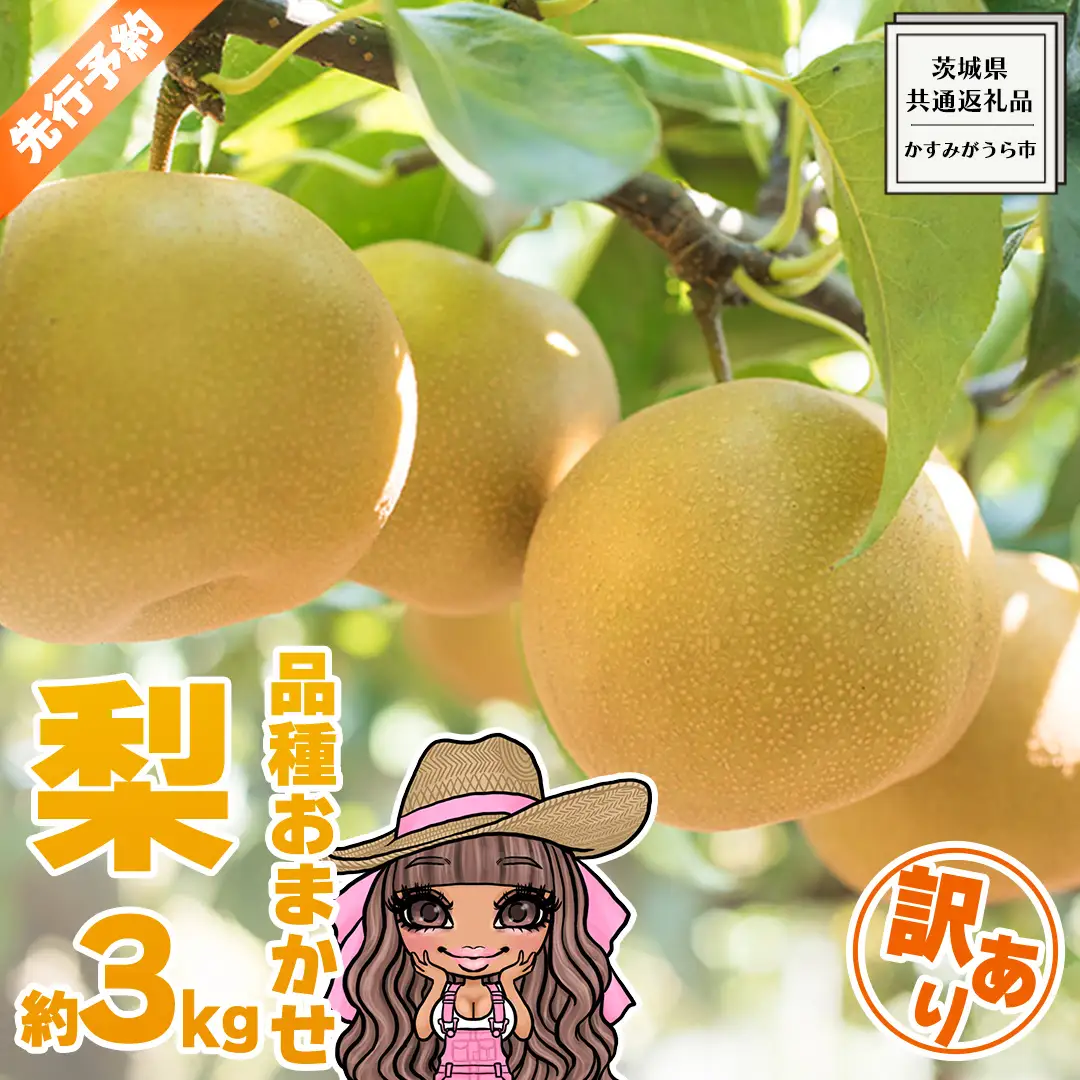 【 先行予約 】 【 訳あり 】 品種おまかせ 採れたて 完熟天使の 甘梨 約 3kg（ 茨城県共通返礼品： かすみがうら市 ） 【 2026年8月中旬頃発送 】 