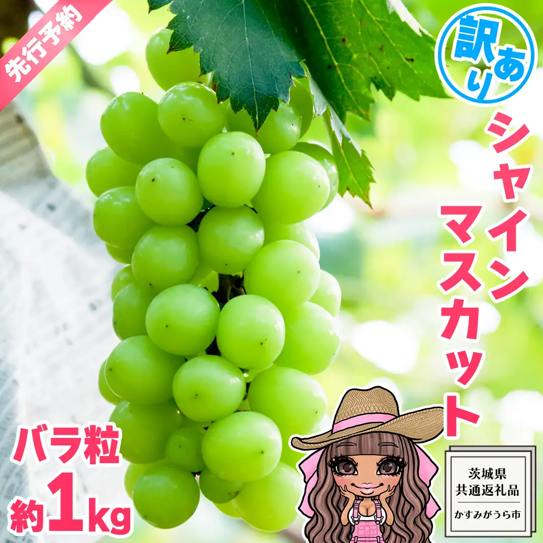 【 先行予約 】 【 訳あり 】 極上の甘さの天使の シャインマスカット ！ バラ粒 約１kg （ 茨城県共通返礼品： かすみがうら市 ） 【 2026年9月頃発送 】 