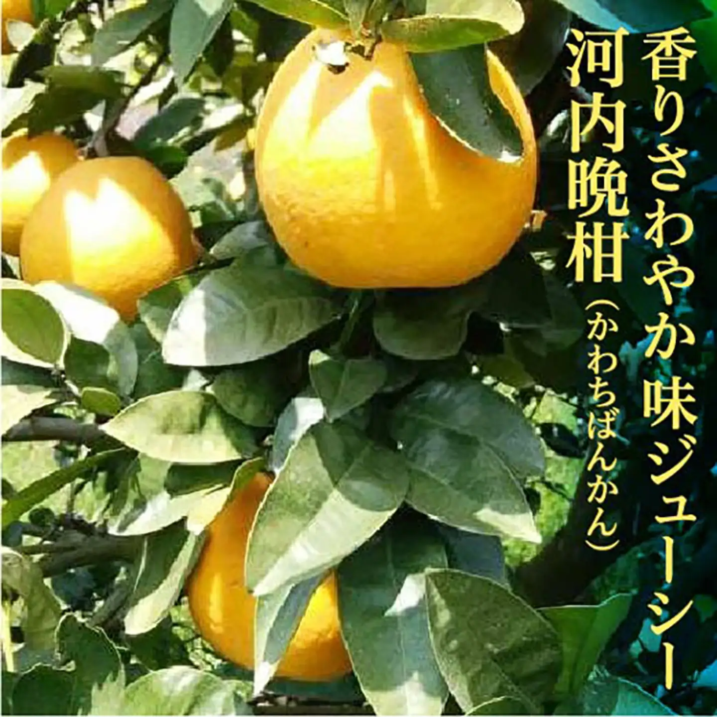 【減農薬栽培】山崎農園の河内晩柑 10～11kg 晩柑 柑橘 佐賀県産 _b-335